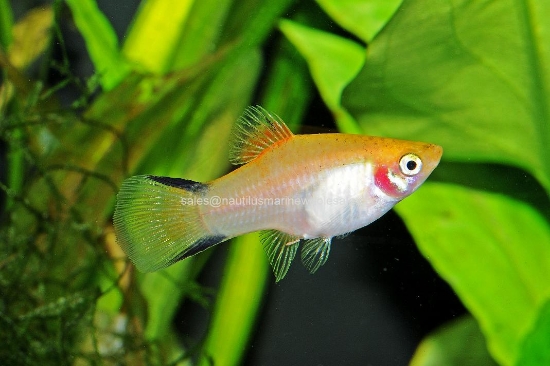 Picture of PLATY: GOLD TWIN BAR XLG