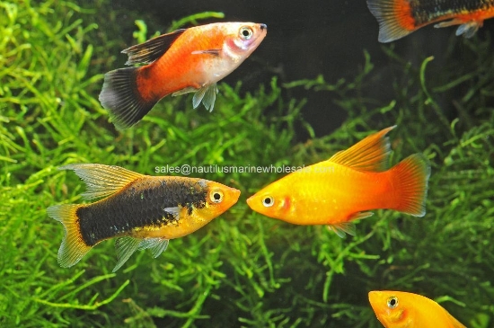 Picture of PLATY: HI FIN