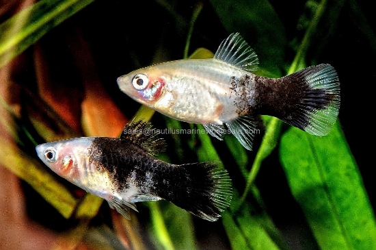 Picture of PLATY: PANDA