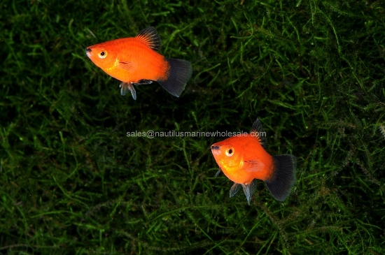 Picture of PLATY: DARK RED CORAL