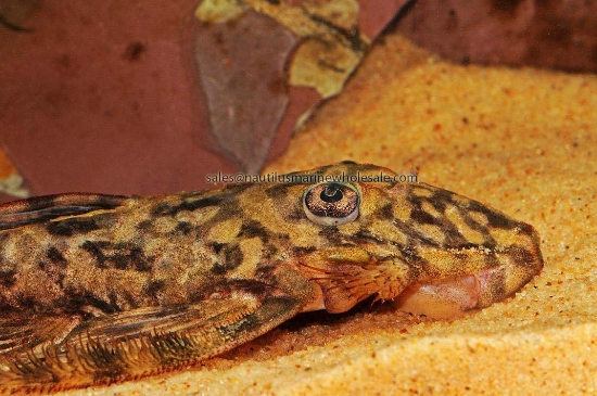 Picture of PLECO: BUTTERFLY SM (TRUE) L-52