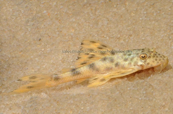 Picture of PLECO: YELLOW SPOT L-75 LG (COLOMBIA)