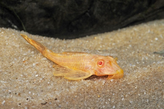 Picture of PLECO: ALBINO 1.5"