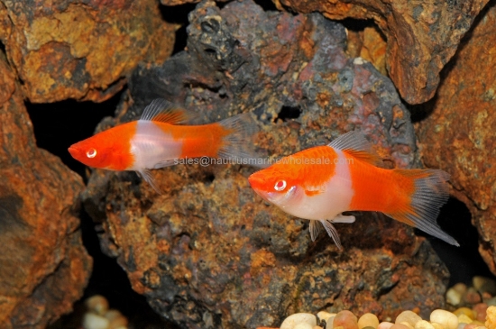 Picture of SWORD: KOHAKU (RED & WHITE KOI)