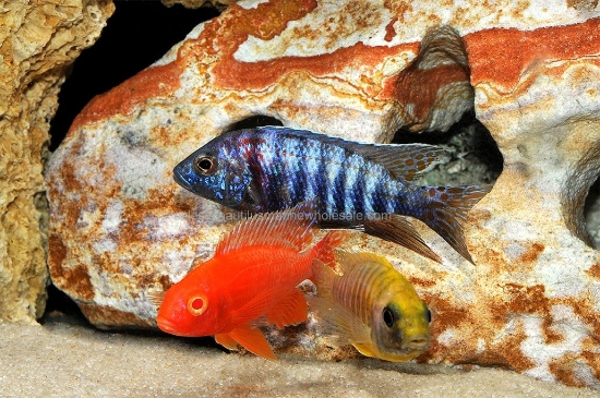 Picture of AFRICAN: PEACOCK ASST 2" (IMPORT - JUICED COLOR)