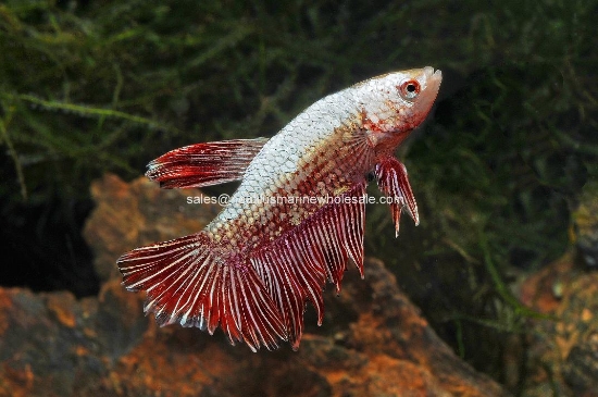 Picture of BETTA: DRAGON SCALE MALE 