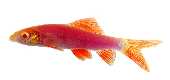 Picture of GLOFISH® : SHARK GALACTIC PURPLE® 4"