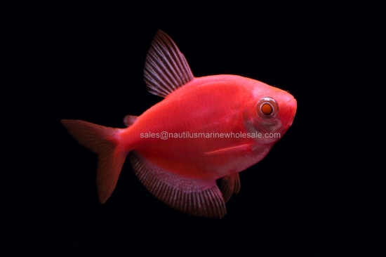 Picture of GLOFISH® TETRA STARFIRE RED® 