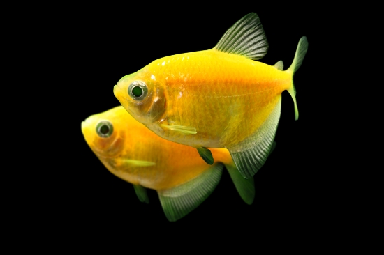 Picture of GLOFISH® TETRA SUNBURST ORANGE® 