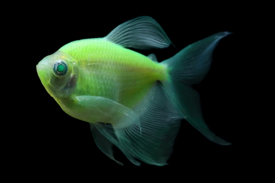 Picture of GLOFISH® TETRA ELECTRIC GREEN® LONGFIN