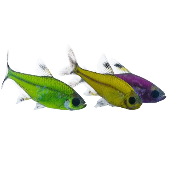 Picture of GLOFISH® : PRISTELLA TETRA ASSORTED