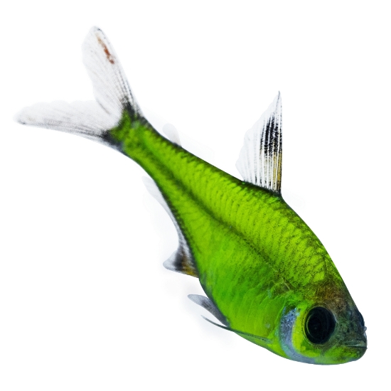 Picture of GLOFISH® : PRISTELLA TETRA ELECTRIC GREEN