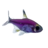 Picture of GLOFISH® : PRISTELLA TETRA GALACTIC PURPLE®