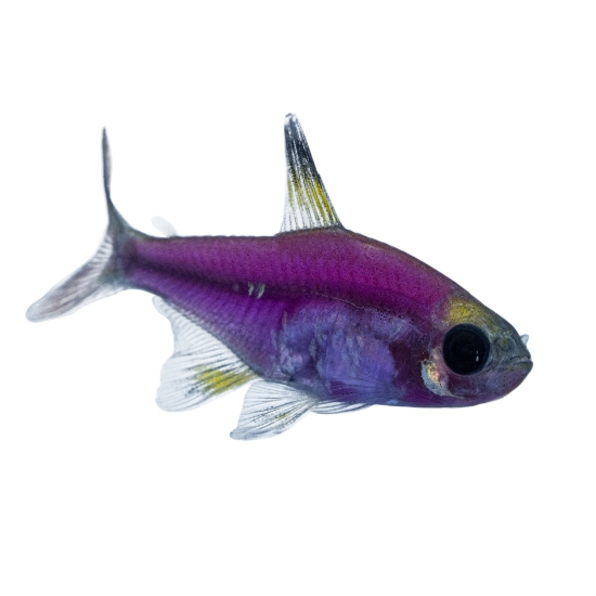 Picture of GLOFISH® : PRISTELLA TETRA GALACTIC PURPLE