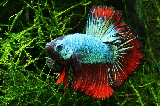 Picture of BETTA: HALFMOON ROSETAIL MALE ASST