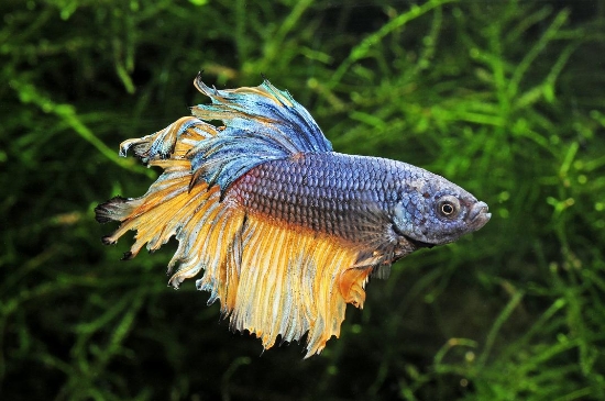 Picture of BETTA: MUSTARD GAS HALFMOON MALE