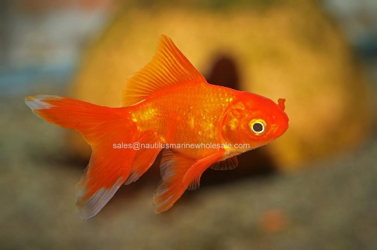 Picture of GOLDFISH: FANTAIL RED 3-4" *ON SPECIAL*