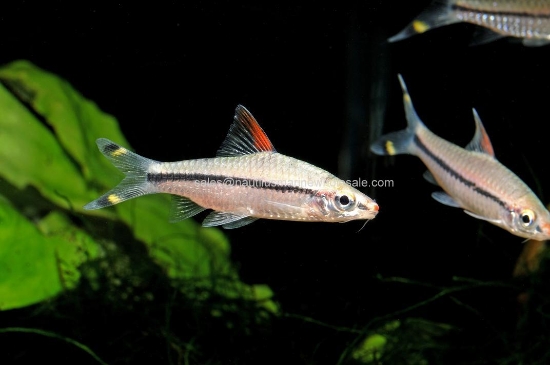 Picture of BARB: ROSELINE SHARK SM (DENISONII) (TR) *ON SPECIAL*