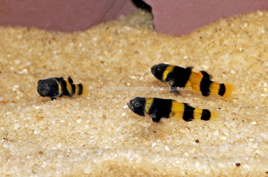 Picture of MISC: GOBY BUMBLE BEE FW *ON SPECIAL*
