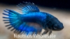 Picture of BETTA: CROWN TAIL FEMALE