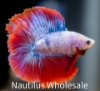 Picture of BETTA: DOUBLE TAIL HALF MOON MALE