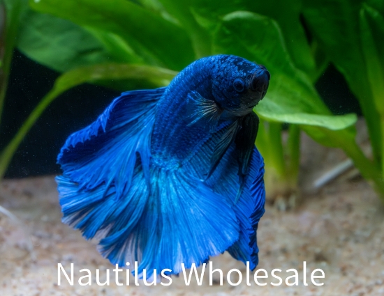 Picture of BETTA: DUMBO MALE
