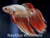 Picture of BETTA: DRAGON SCALE MALE 