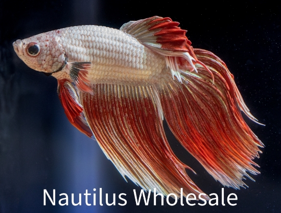 Picture of BETTA: DRAGON SCALE MALE 