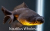 Picture of GOLDFISH: BLACK MOORE 6-7cm