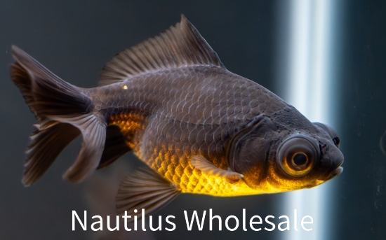 Picture of GOLDFISH: BLACK MOORE 6-7cm
