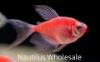 Picture of GLOFISH® TETRA STARFIRE RED® LONGFIN	 