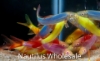 Picture of GLOFISH® : SHARK ASSORTED