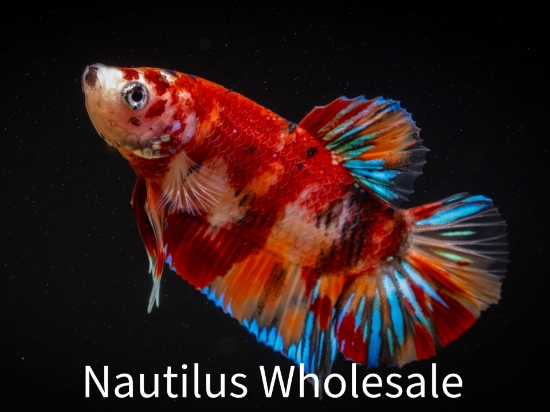Picture of BETTA-PLAKAT KOI NEMO MALE
