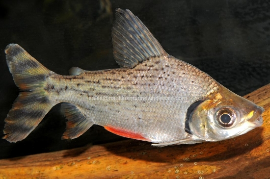 Picture of MISC: FLAGTAIL PROCHILODUS 4-4.5" *ON SPECIAL*