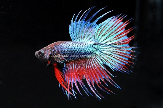Picture of BETTA: CROWN TAIL MALE *ON SPECIAL*