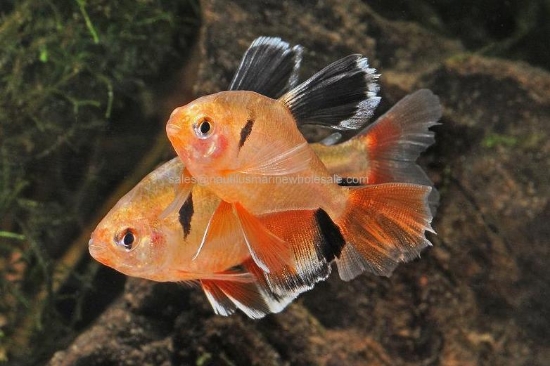 Picture of TETRA: SERPAE L/F *ON SPECIAL*