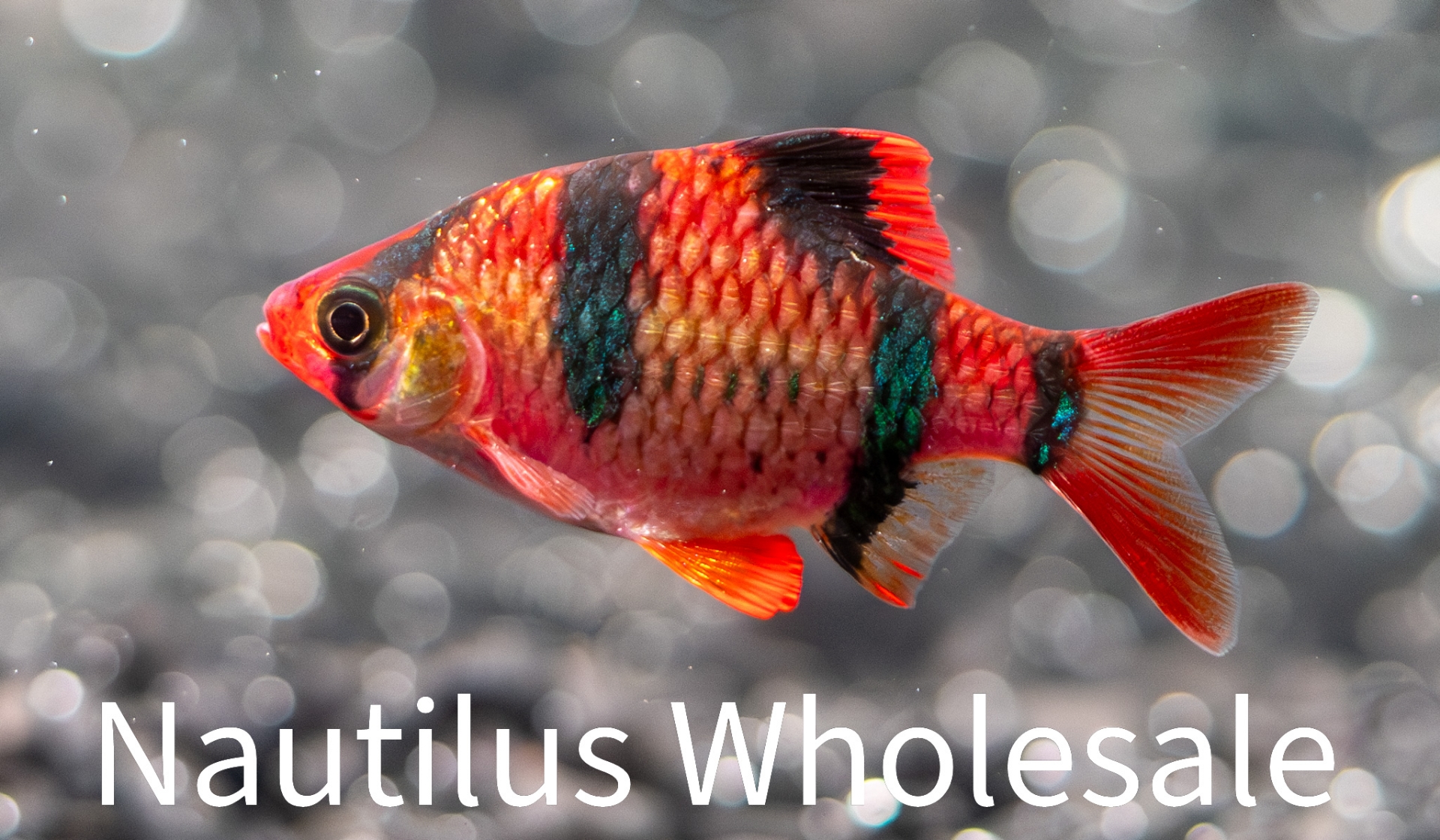 Nautilus Wholesale. GLOFISH® : STARFIRE RED® BARBSCIENTIFIC NAME ...
