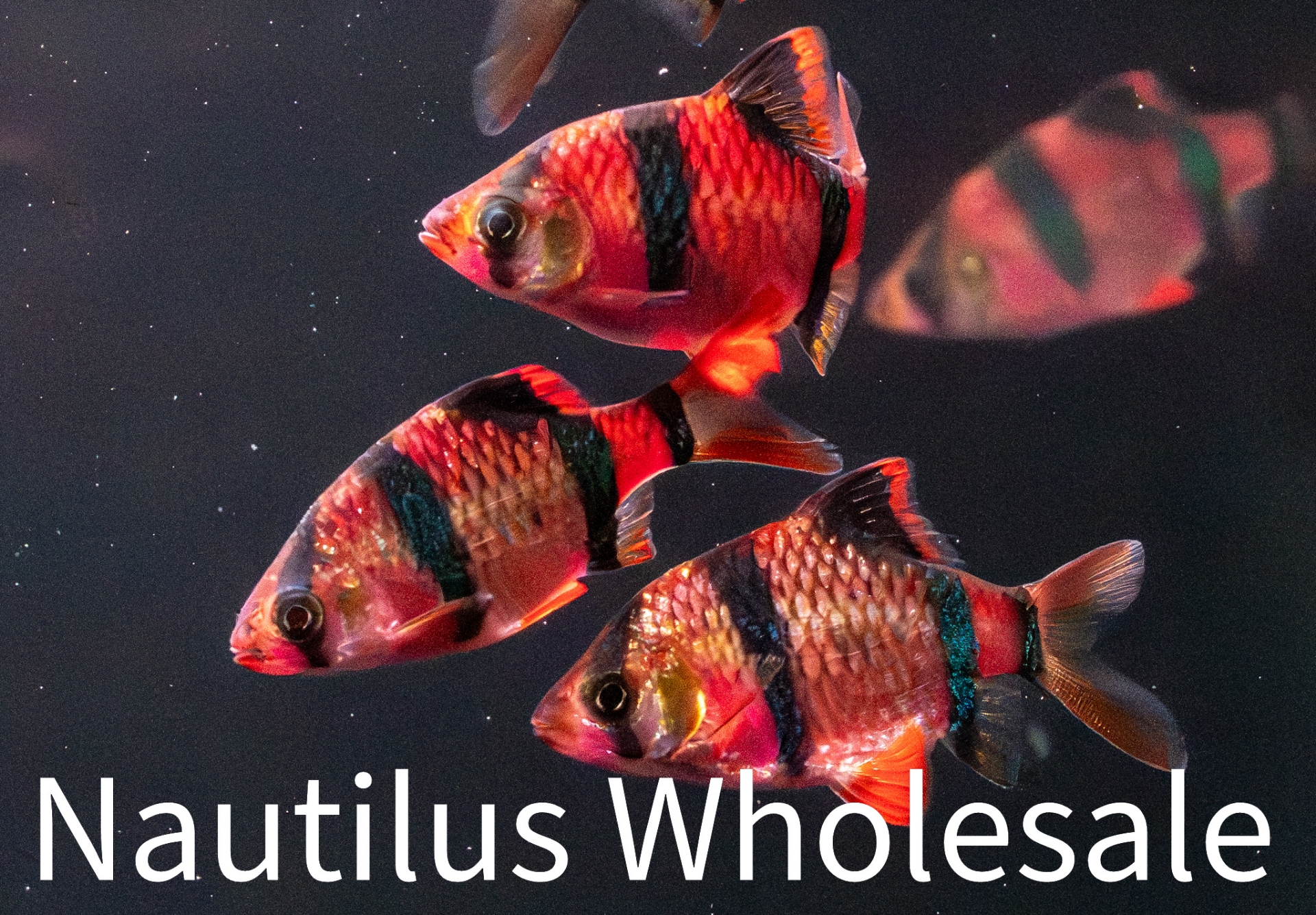 Nautilus Wholesale. GLOFISH® : STARFIRE RED® BARBSCIENTIFIC NAME ...