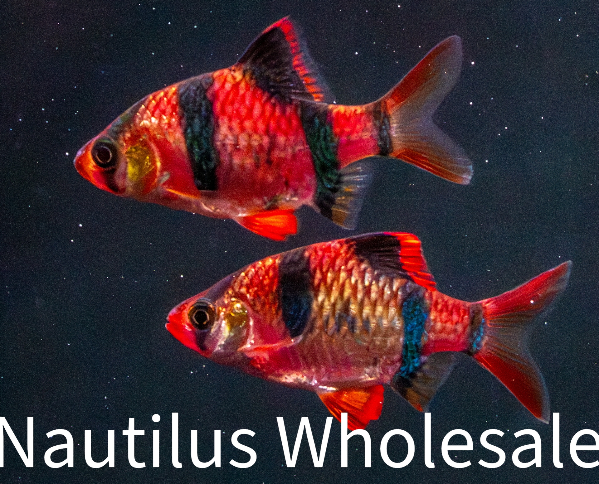 Nautilus Wholesale. GLOFISH® : STARFIRE RED® BARBSCIENTIFIC NAME ...