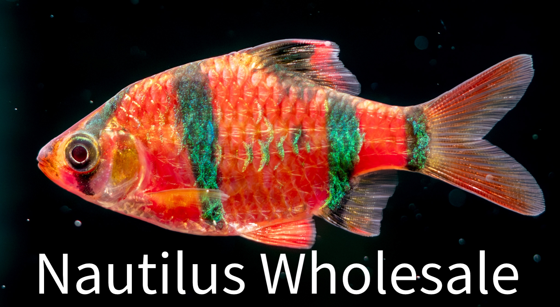Nautilus Wholesale. GLOFISH® : STARFIRE RED® BARBSCIENTIFIC NAME ...