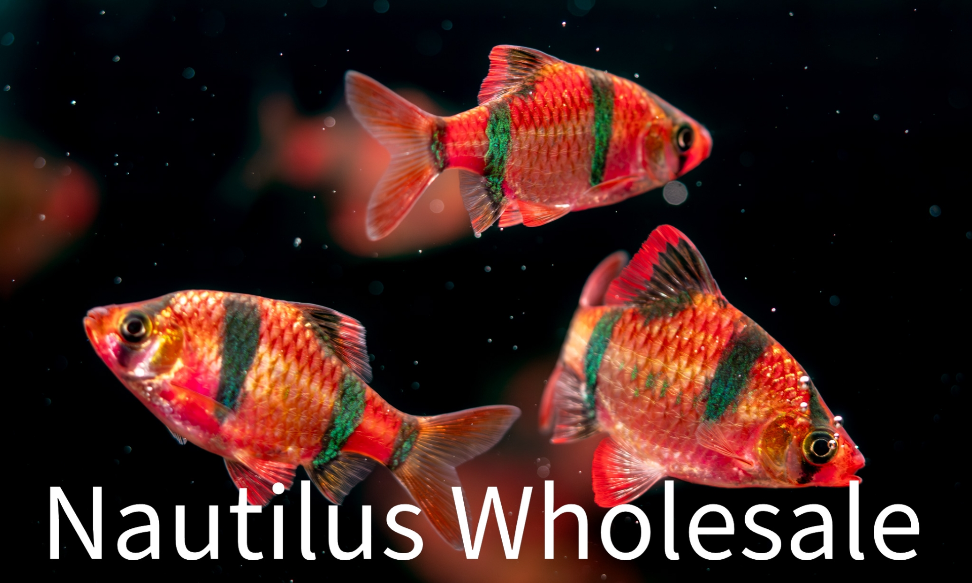 Nautilus Wholesale. GLOFISH® : STARFIRE RED® BARBSCIENTIFIC NAME ...