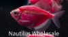 Picture of GLOFISH® TETRA GALACTIC PURPLE® 
