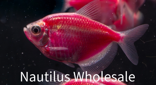 Picture of GLOFISH® TETRA GALACTIC PURPLE® 
