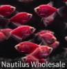 Picture of GLOFISH® TETRA GALACTIC PURPLE® 