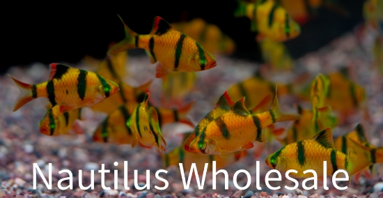 Picture of GLOFISH® : BARB SUNBURST ORANGE® (NO PR)
