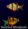 Picture of GLOFISH® : BARB SUNBURST ORANGE® (NO PR)