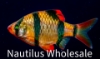 Picture of GLOFISH® : BARB SUNBURST ORANGE® (NO PR)