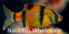 Picture of GLOFISH® : BARB SUNBURST ORANGE® (NO PR)