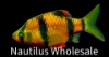 Picture of GLOFISH® : BARB SUNBURST ORANGE® (NO PR)