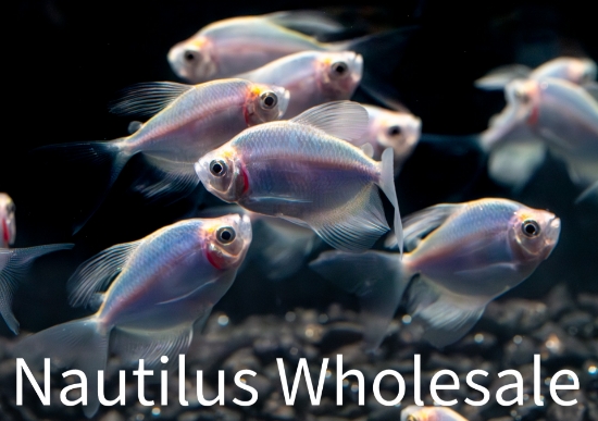 Picture of GLOFISH® TETRA COSMIC BLUE® LONGFIN
